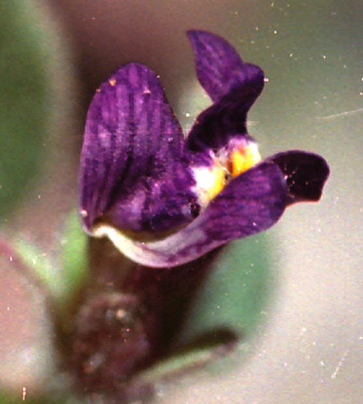 Pseudorontium cyathiferum